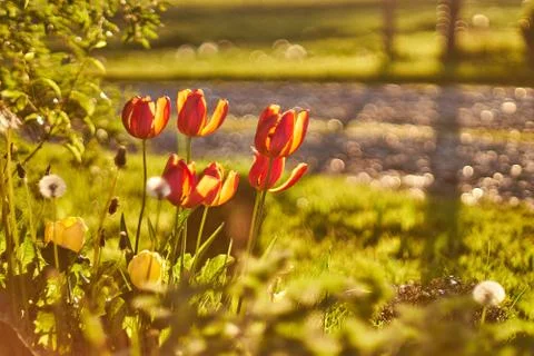 Tulips flowers in the spring Stock Photos
