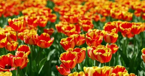 Tulips flowers sway in the wind. spring flowers Slow motion Stock Footage 153981641