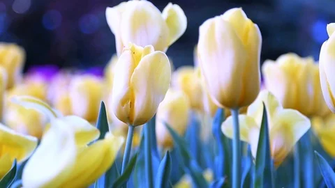 Tulips flowers in the wind Stock Footage 89576811