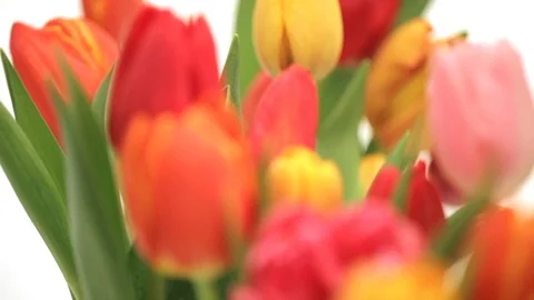 Tulips focus pull Video stock 111419070