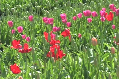 Tulips 库存影片 306512