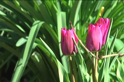 Tulips Vidéo 374220