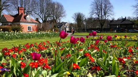 Tulips Video stock 685062