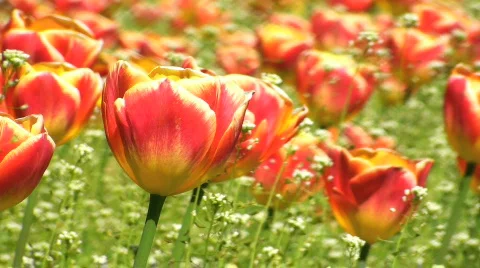 Tulips 動画素材 702898