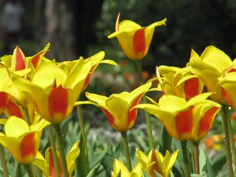 Tulips Video stock 707073