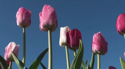 Tulips Stock Footage 711740