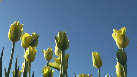 Tulips Stock Footage 711786