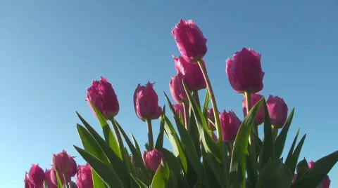 Tulips Stock Footage 711819