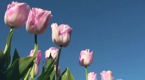 Tulips Stock Footage 711899
