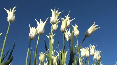 Tulips Stock Footage 711901