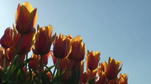Tulips Stock Footage 712357