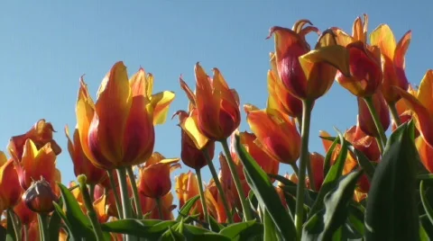 Tulips Stock Footage 712366