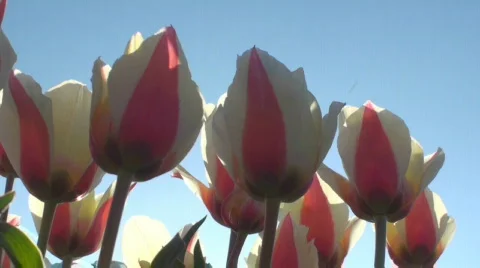 Tulips Stock Footage 712369