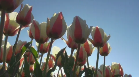 Tulips Stock Footage 712371