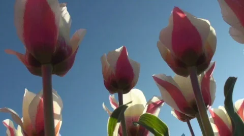 Tulips Stock Footage 712374