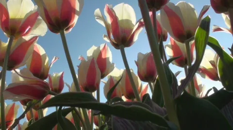 Tulips Stock Footage 712378