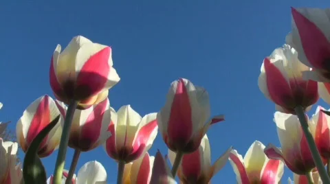 Tulips Stock Footage 712381