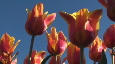 Tulips Stock Footage 712382
