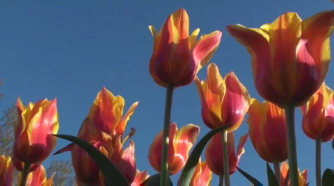 Tulips Stock Footage 712387