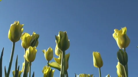 Tulips Stock Footage 712400