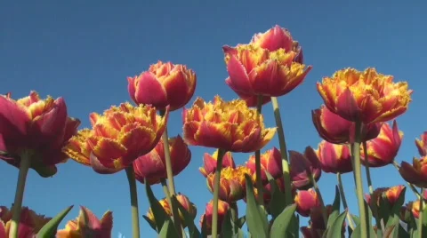 Tulips Stock Footage 712425