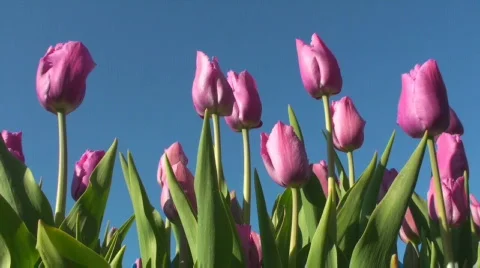Tulips Stock Footage 712430