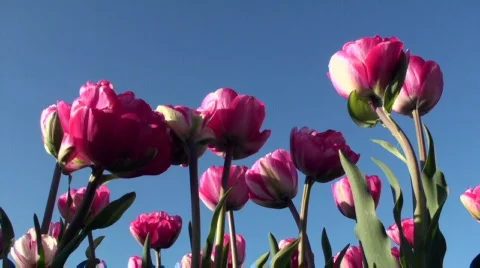 Tulips Stock Footage 712440