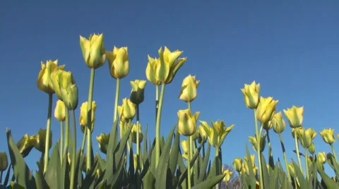 Tulips Stock Footage 712482