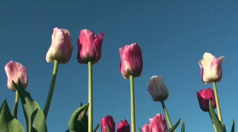 Tulips Stock Footage 712490