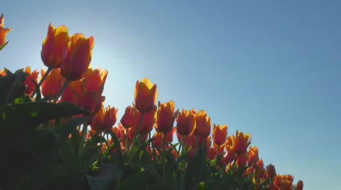 Tulips Stock Footage 712513