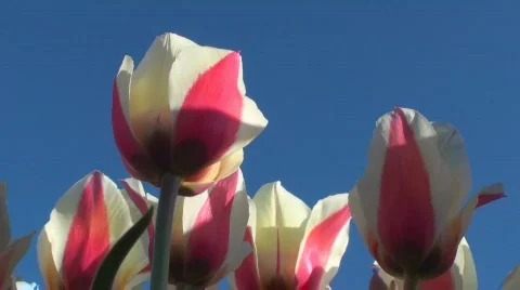 Tulips Stock Footage 712530