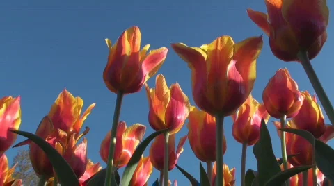 Tulips Stock Footage 712536