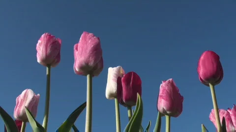 Tulips Stock Footage 712542
