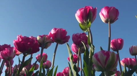 Tulips Stock Footage 712552