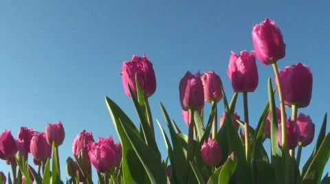 Tulips Stock Footage 712558