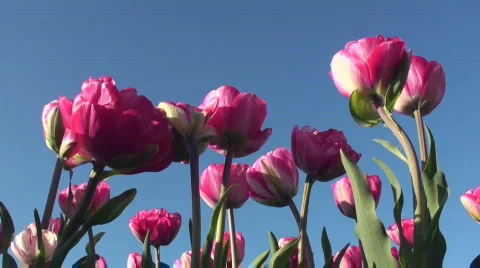 Tulips Stock Footage 712561
