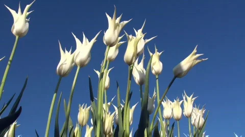 Tulips Stock Footage 712571