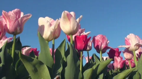 Tulips Stock Footage 716994