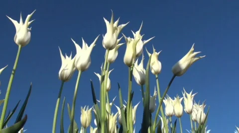 Tulips Stock Footage 717001