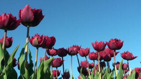 Tulips Stock Footage 717010