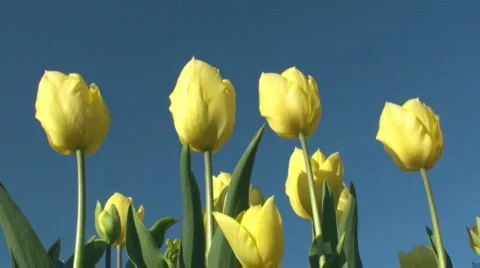 Tulips Stock Footage 717013