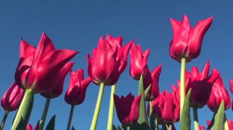 Tulips Stock Footage 717035