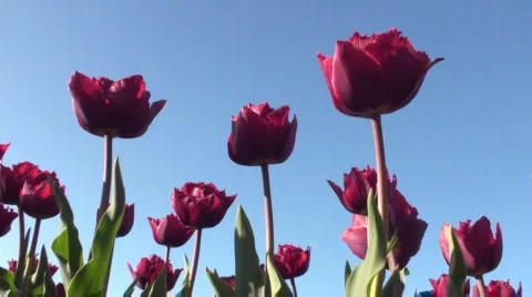 Tulips Stock Footage 717036