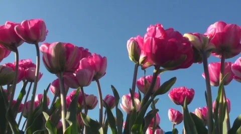 Tulips Stock Footage 717040