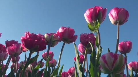 Tulips Stock Footage 717049