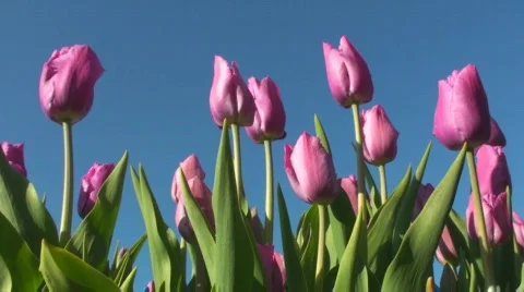 Tulips Stock Footage 717066