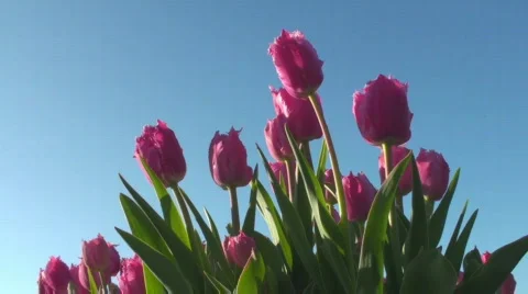 Tulips Stock Footage 717077
