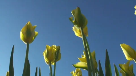 Tulips Stock Footage 717084