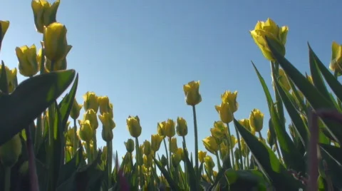 Tulips Stock Footage 717092