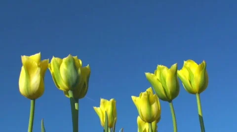 Tulips Stock Footage 717093